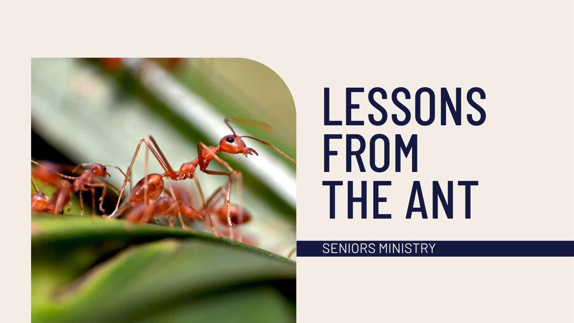 Lessons from the ant. Seniors Ministry. Image of ants on a leaf.