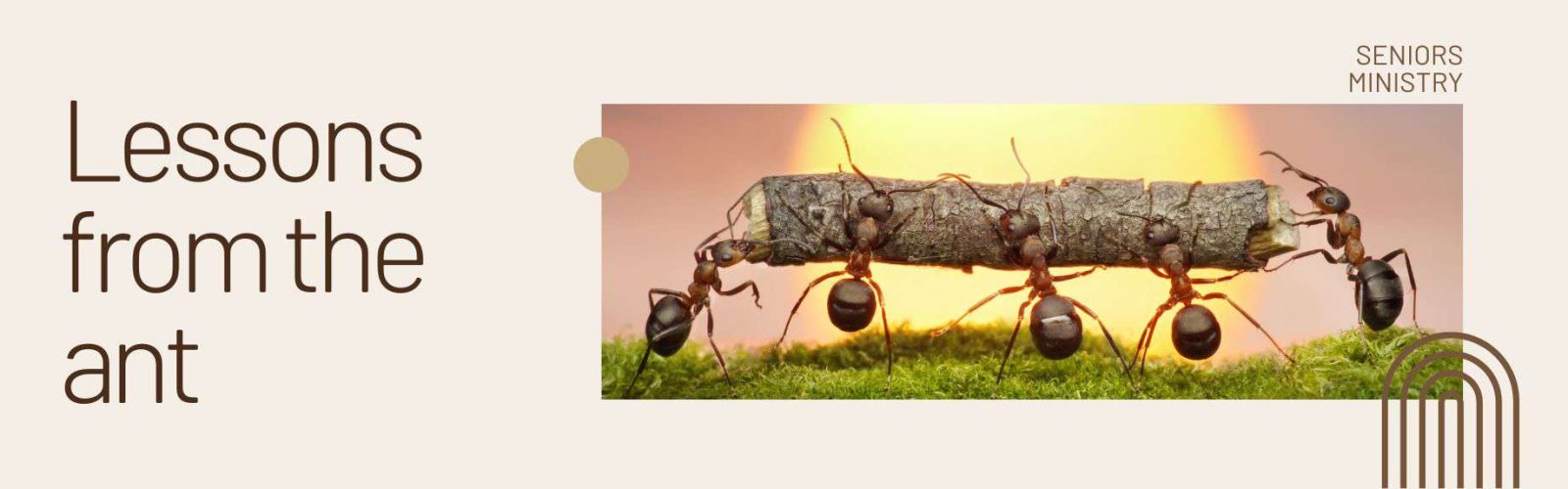 Seniors Ministry. Image of five ants close up holding up a stick. Lessons from the ant.